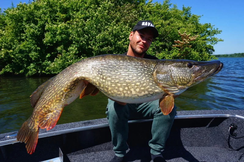 Savage Gear 4D Linethru Roach 25cm, 216g Sinking – Bild 2